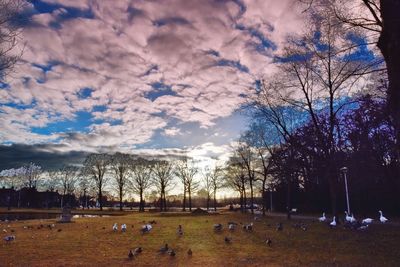 Bare trees on field against sky during winter