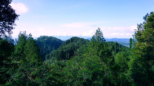 Scenic view of forest against sky