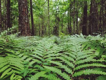 Scenic view of trees in forest