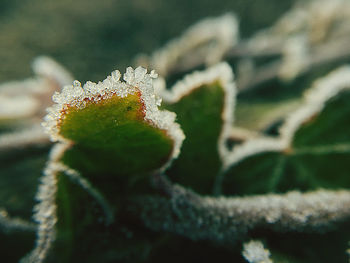 Close-up of frozen plant