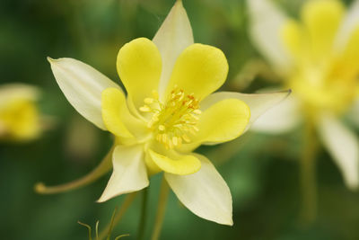 Close-up of white flower