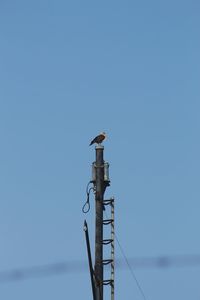 Low angle view of seagull perching on pole against clear sky