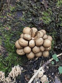 High angle view of mushrooms growing on field