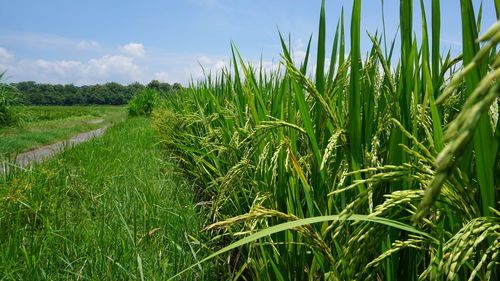 Crops growing on field against sky