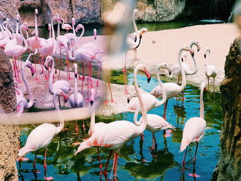 View of birds in lake