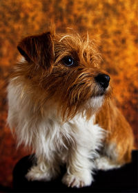 Close-up of dog looking away