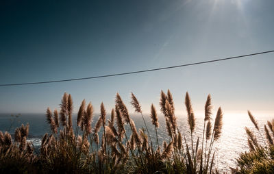 Scenic view of landscape against clear sky