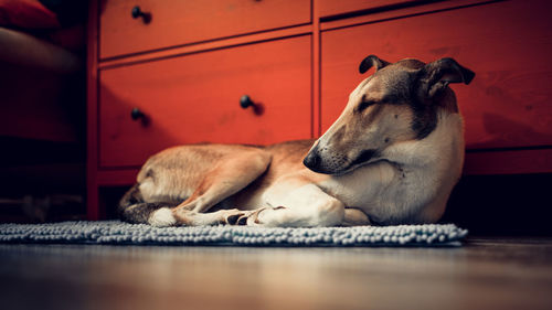 Close-up of dog resting at home