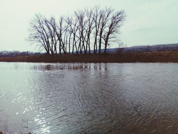 Bare tree by lake against sky