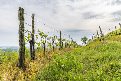 Plants growing on field against sky