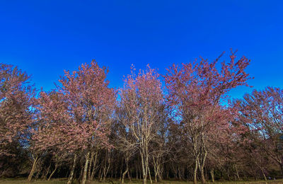 Low angle view of trees against clear blue sky