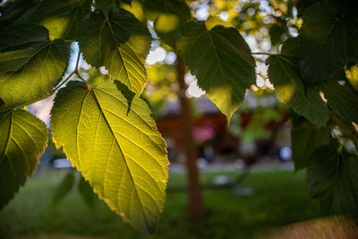 Close-up of maple leaves on plant