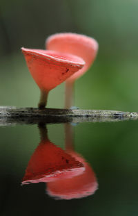 Close-up of red flower on table