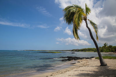 Palm tree on beach against blue sky