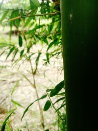 Close-up of plant growing on field