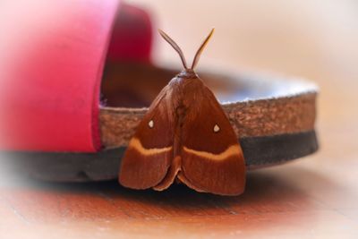 Close-up of butterfly on table