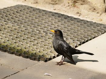 High angle view of bird perching on footpath