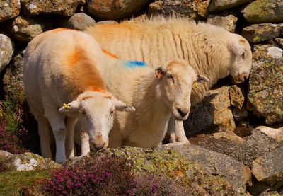 Three colourful sheep grazing
