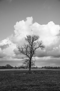 Bare tree on field against sky