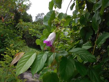 Close-up of flowers blooming on tree