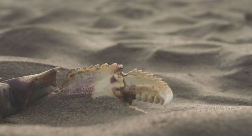 Close-up of shells on the beach