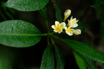 Close-up of yellow flowering plant