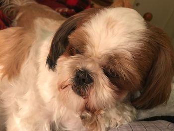 Close-up of dog relaxing at home
