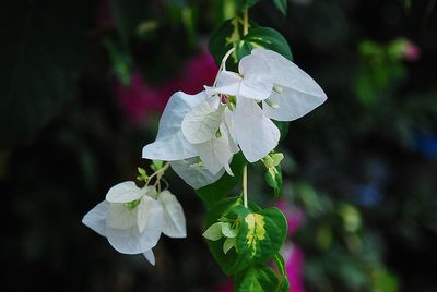 Close-up of flower blooming outdoors