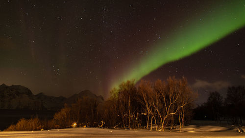 Scenic view of trees against sky at night