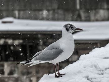 Close-up of bird perching on snow