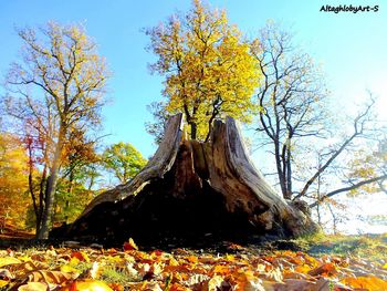Low angle view of tree against sky