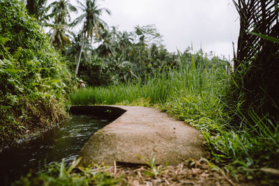 Scenic view of river amidst trees against sky