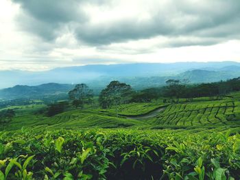 Scenic view of agricultural field against sky