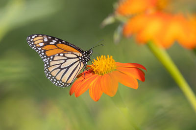 Close-up of butterfly pollinating on orange flower