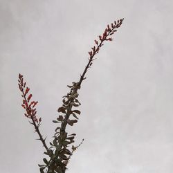 Low angle view of flowering plant against sky