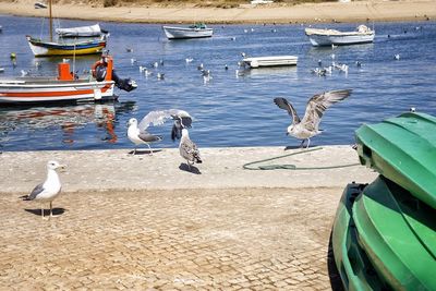 Seagulls on lake