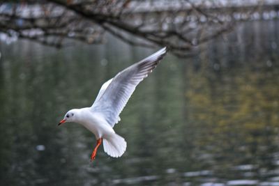 Close-up of bird flying over water