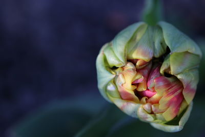 Close-up of flowering plant