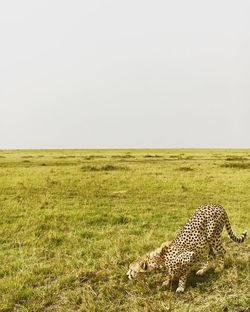 View of cat on grassy field