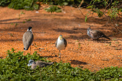 Birds perching on a field