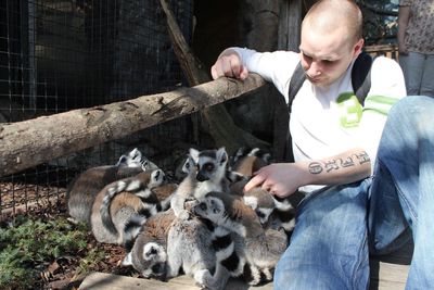 Man sitting by ring-tailed lemurs at zoo