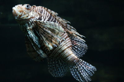 Close-up of fish swimming in sea