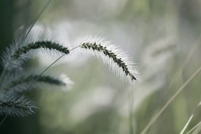 Close-up of dandelion on field