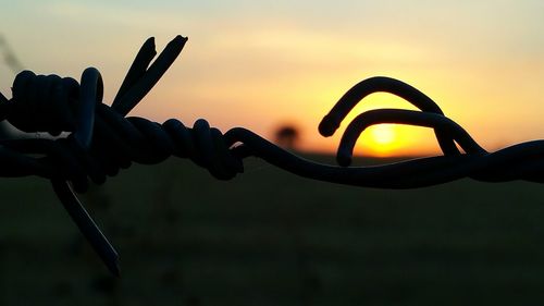 Close-up of silhouette plants at sunset