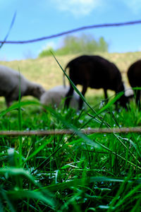 View of a horse grazing in field