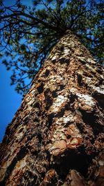 Low angle view of lichen on tree trunk