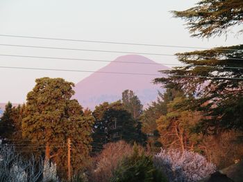 Trees on mountain against clear sky