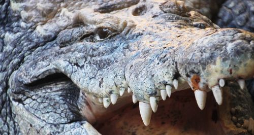 Close-up of crocodile