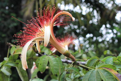 Beautiful flower of tortuguero costa rica