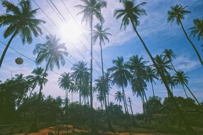 Low angle view of coconut palm trees against sky
